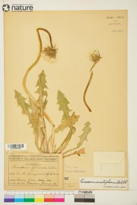 Taraxacum ceratophorum