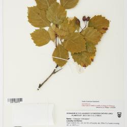 Crataegus orbicularis