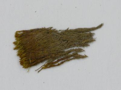 Flexitrichum flexicaule