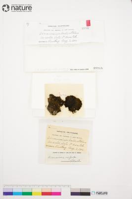 Hymenoloma crispulum