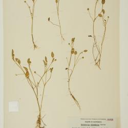 Ranunculus bonariensis