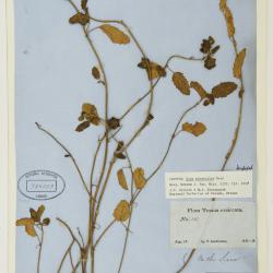 Rhynchosida physocalyx