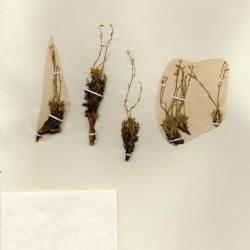 Aliciella caespitosa