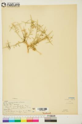 Rhinotropis intermontana