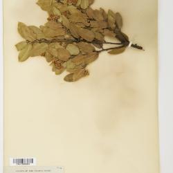 Arctostaphylos Adans.