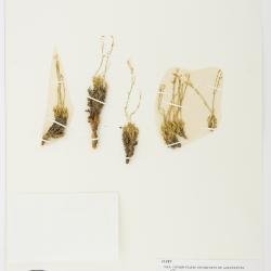 Aliciella caespitosa