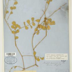 Tephrosia lindheimeri