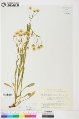 Erigeron brachycephalus