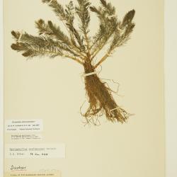 Myriophyllum sibiricum