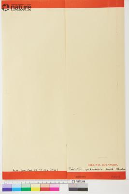 Podistera yukonensis