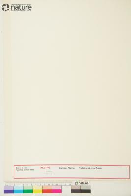 Thalictrum venulosum