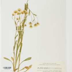 Erigeron brachycephalus