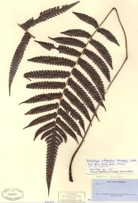 Steiropteris lonchodes