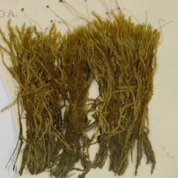 Philonotis tomentella