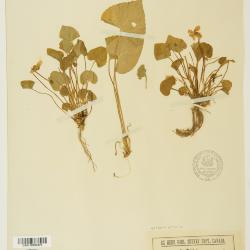 Viola septentrionalis