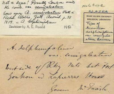 Aconitum delphinifolium