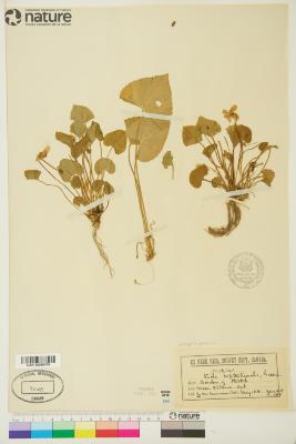 Viola septentrionalis