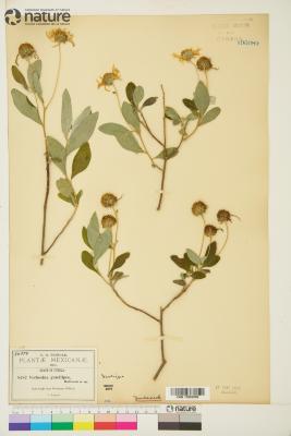 Verbesina gracilipes