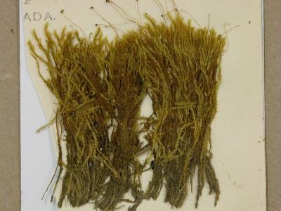 Philonotis tomentella