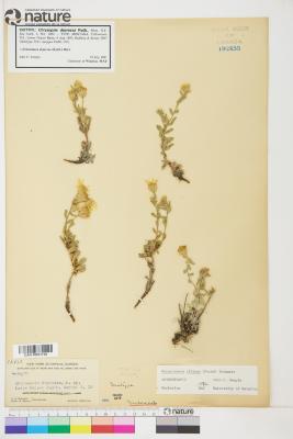 Heterotheca depressa