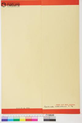 Lepechiniella lasiocarpa