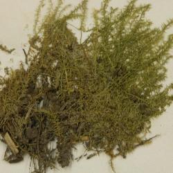 Plagiothecium denticulatum