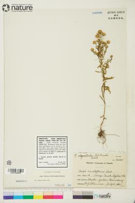 Symphyotrichum falcatum