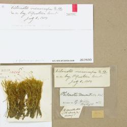 Philonotis tomentella