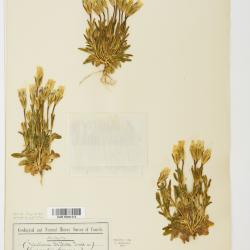 Gentianopsis nesophila