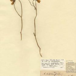 Aconitum delphinifolium