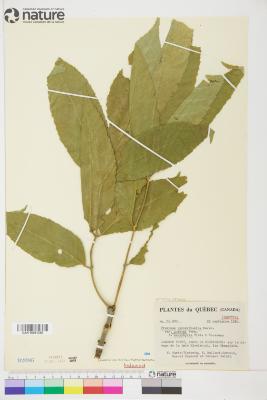 Fraxinus pennsylvanica