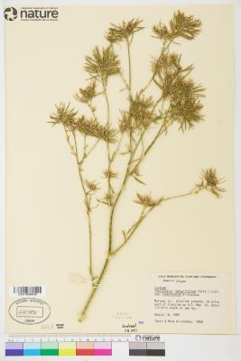 Thelypodium integrifolium