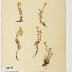 Heterotheca depressa