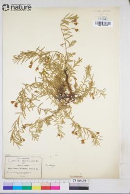 Nesaea Comm. ex Kunth