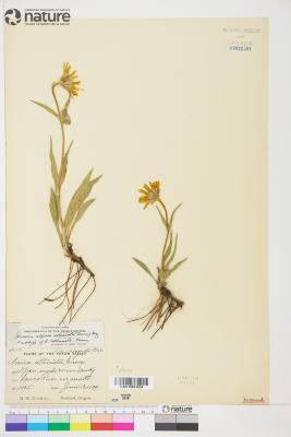 Arnica angustifolia