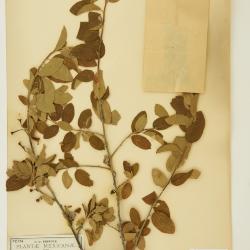 Colubrina Rich. ex Brongn.