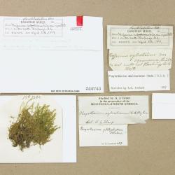 Plagiothecium denticulatum