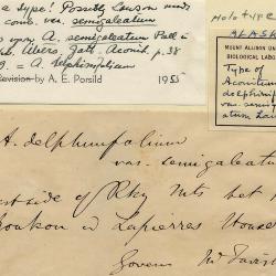 Aconitum delphinifolium