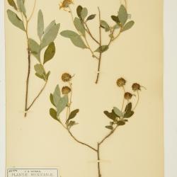 Verbesina gracilipes