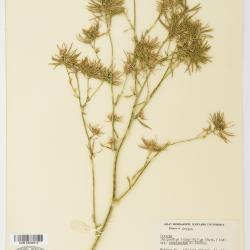 Thelypodium integrifolium