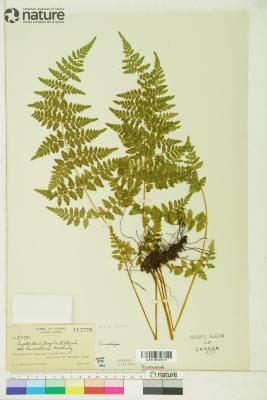 Cystopteris laurentiana