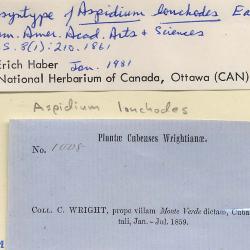 Steiropteris lonchodes