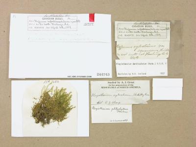 Plagiothecium denticulatum