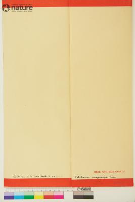 Colubrina Rich. ex Brongn.