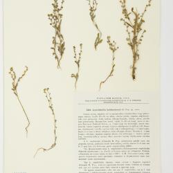 Lepechiniella lasiocarpa