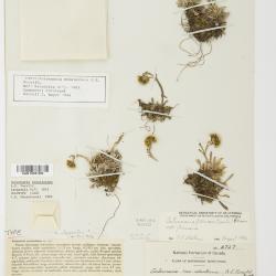 Antennaria friesiana