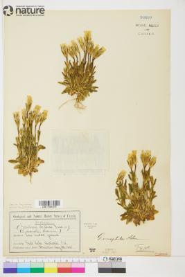 Gentianopsis nesophila