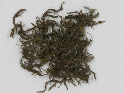 Thysananthus humilis