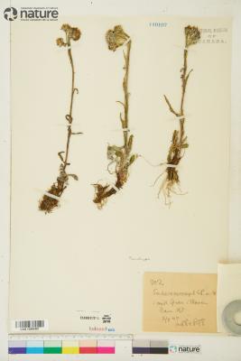 Tephroseris yukonensis