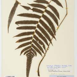 Steiropteris lonchodes